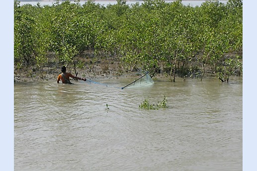 Viaggio in India 2008 - Sunderbans